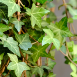 ivy houseplant types