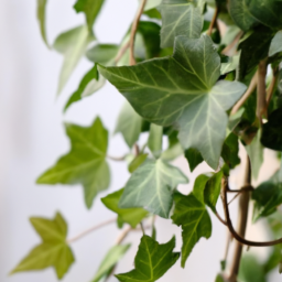 ivy houseplant types