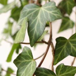 ivy type house plants