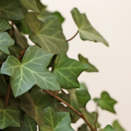 ivy type house plants