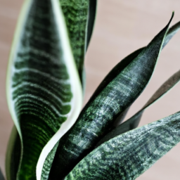 kinds of snake plant