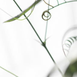 long vine house plant