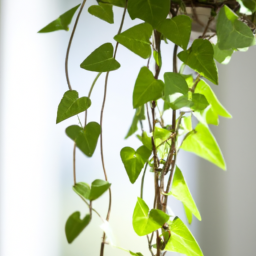 long vine house plant