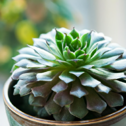 names of indoor succulents