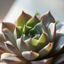 names of indoor succulents