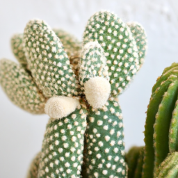 types of cacti indoor