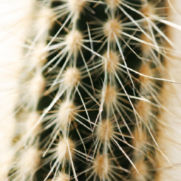 types of cacti indoor