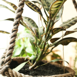 types of hanging plants indoor