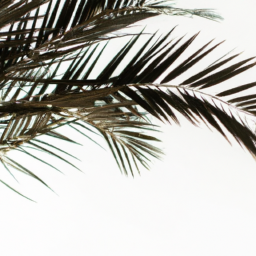 types of house palms