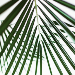 types of house palms