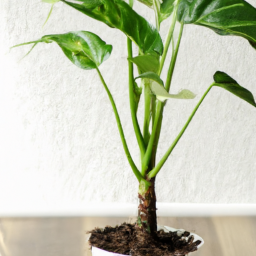 types of indoor house plants