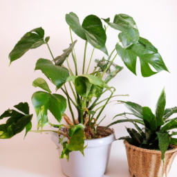 types of indoor house plants