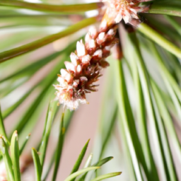 types of indoor pine trees