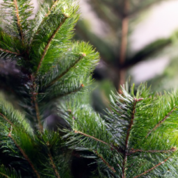 types of indoor pine trees