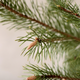 Types Of Indoor Pine Trees? – Choosing the perfect indoor pine tree: A ...