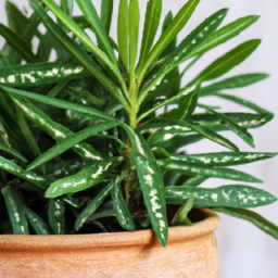 types of plants indoor