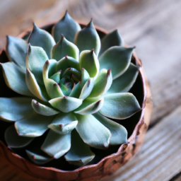 types of succulent house plants