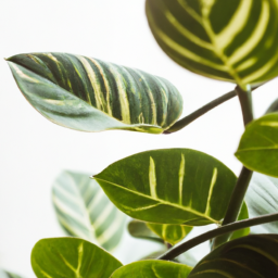 Big indoor pot plants