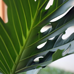 Big leaf tropical plant