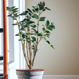 Bringing outdoor plants indoors