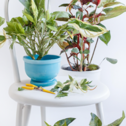 Care for indoor plants