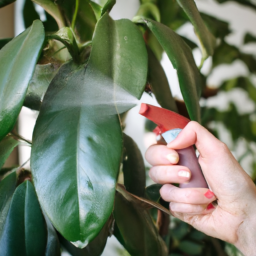 Care for indoor plants