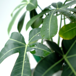 Care for tropical plants