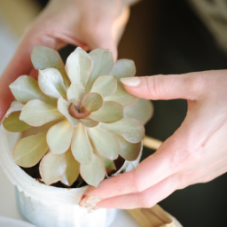 Care of succulent plants indoors