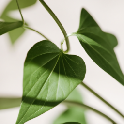 Cheap indoor plants near me