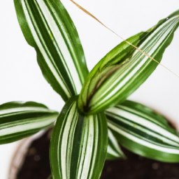 Cheap indoor plants near me