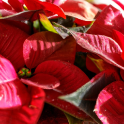Christmas plants indoor