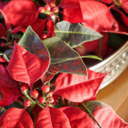 Christmas plants indoor