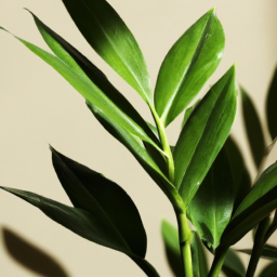 Common house plant trees