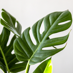 Common house plant trees