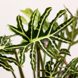 Cool plants to grow indoors