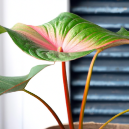 Cool plants to grow indoors