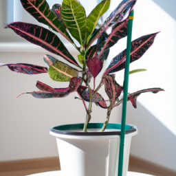Croton indoor plant care