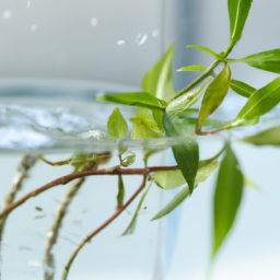 Croton propagation in water