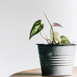 Desk plants for office