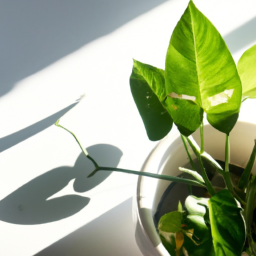 Direct sunlight house plants