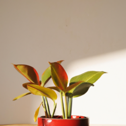 Direct sunlight house plants