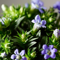 Easiest flowers to keep alive