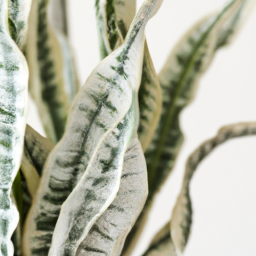 Easiest house plant to keep alive