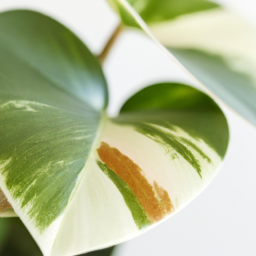 Easiest house plant to keep alive