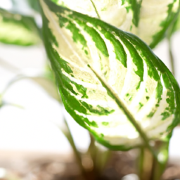 Easiest house plants