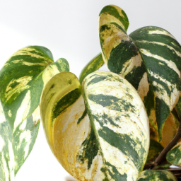 Easiest house plants to care for
