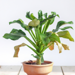 Easiest house plants to care for