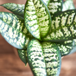 Easiest house plants to keep alive