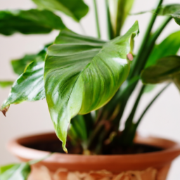 Easiest houseplants to keep alive