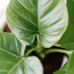 Easiest houseplants to keep alive